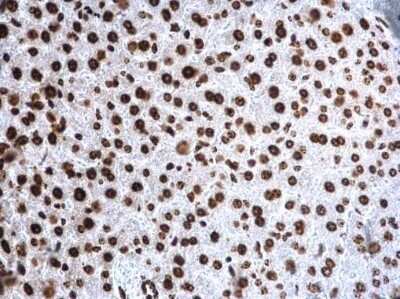 Immunohistochemistry-Paraffin: Histone H4 [Trimethyl Lys20] Antibody [NBP2-42862]